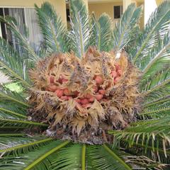 Cycas revoluta apex of plant with megasporophylls - Saint Augustine, Florida