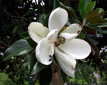 Magnolia grandiflora older flower with beetles