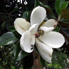 Magnolia grandiflora older flower with beetles
