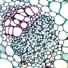 Major vein in cross section through a water lily leaf
