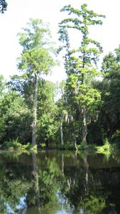 Bald Cypress trees - near Charleston, South Carolina