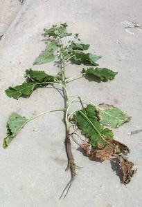 Burdock - whole plant with exposed tap root