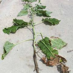 Burdock - whole plant with exposed tap root