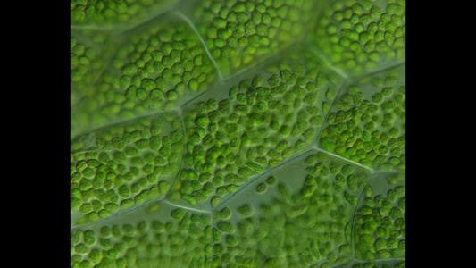 View of chloroplasts in a fern gametophyte showing grana