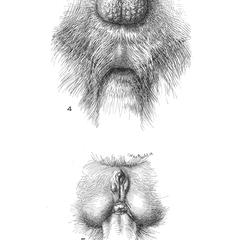 Squirrel Monkey Genitalia Print