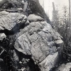 Big stump on dolomite