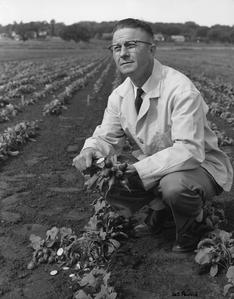 Glenn S. Pound engaged in agricultural research