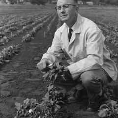 Glenn S. Pound engaged in agricultural research