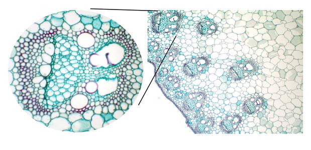 Composite of scattered vascular bundles with detail of one bundle in cross section of Zea stem