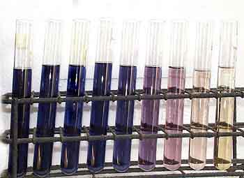 Series of test tubes with iodine revealing the digestion of starch over time by the diastase as sampled from a beaker