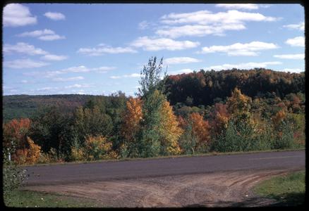 View of northern forest in fall from wayside