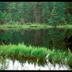 Spruce bog, northern Wisconsin