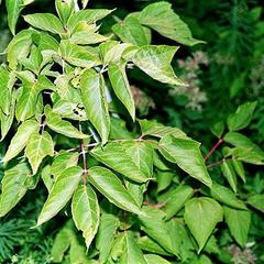Pinnately compound leaves of box elder