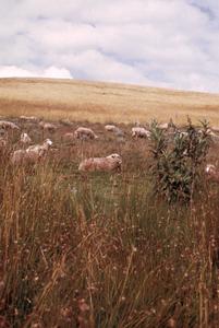 Sheep Grazing near Molo
