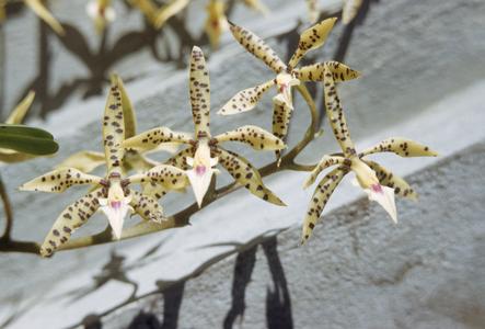 Epidendrum prismatocarpum orchid