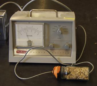 Oxygen meter demonstrating oxygen consumption by germinating wheat