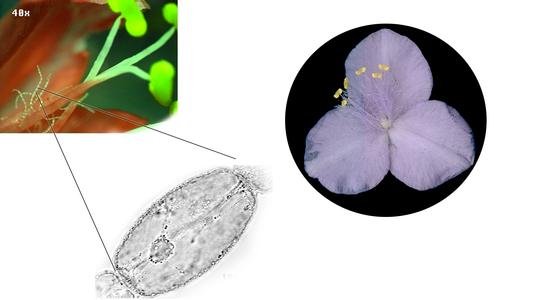 Composite of a flower of Tradescantia with microscopic view of an individual stamen hair cell