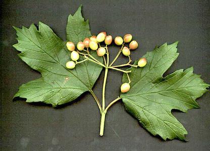 High bush cranberry with oppositely arranged palmately lobed leaves
