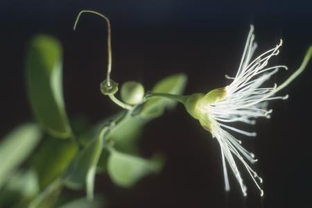 Flower, Capparis lanceolata, La Puntilla