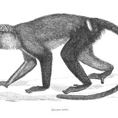 Guenon mòne