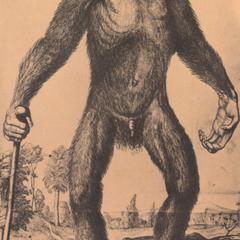 Orang-outang or Pygmie