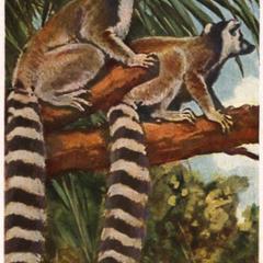 Ring-Tailed Lemur Print
