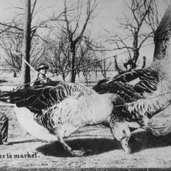 "Taking our Geese to market" tall tale postcard