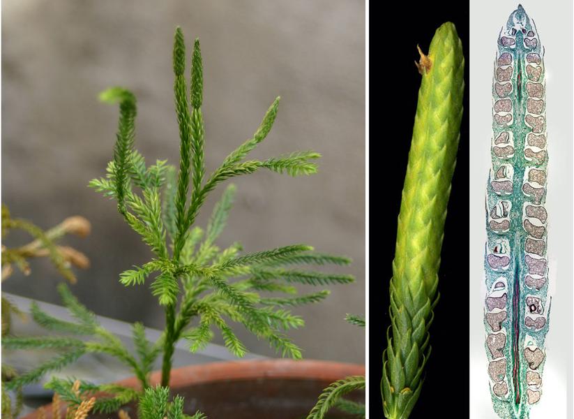 ‎Lycopodium strobilus - longitudinal section of sporophyll - UWDC - UW ...