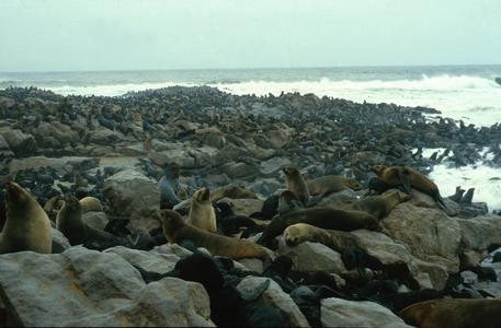 Seal Colony at Cape Cross