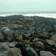 Seal Colony at Cape Cross