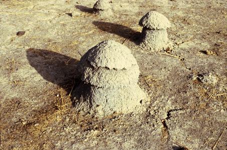Termite Domes