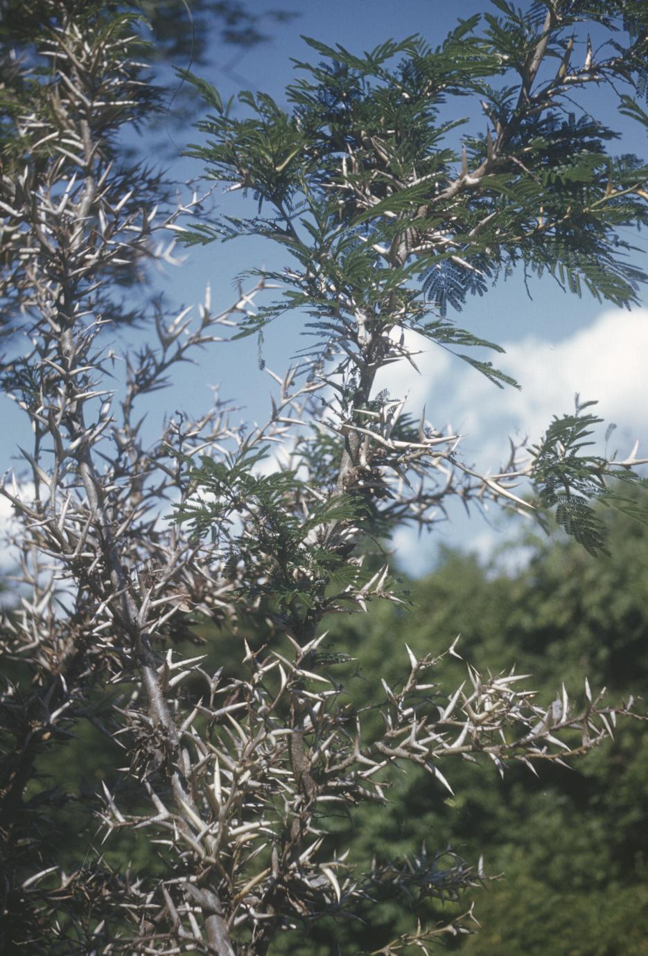 Pine pollen - 40x objective - UWDC - UW-Madison Libraries