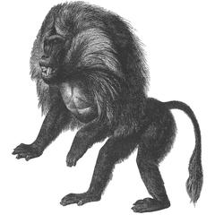 Lion-Tailed Macaque Print