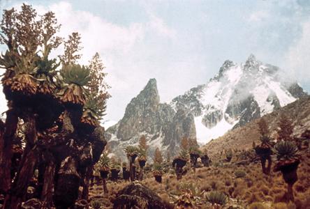 Giant Senecios and Other Alpine Plants with Mount Kenya in Background