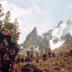 Giant Senecios and Other Alpine Plants with Mount Kenya in Background