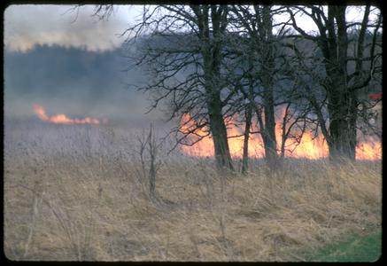 Fire in an oak grove