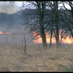 Fire in an oak grove