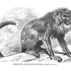 Araguato, or Ursine Howler