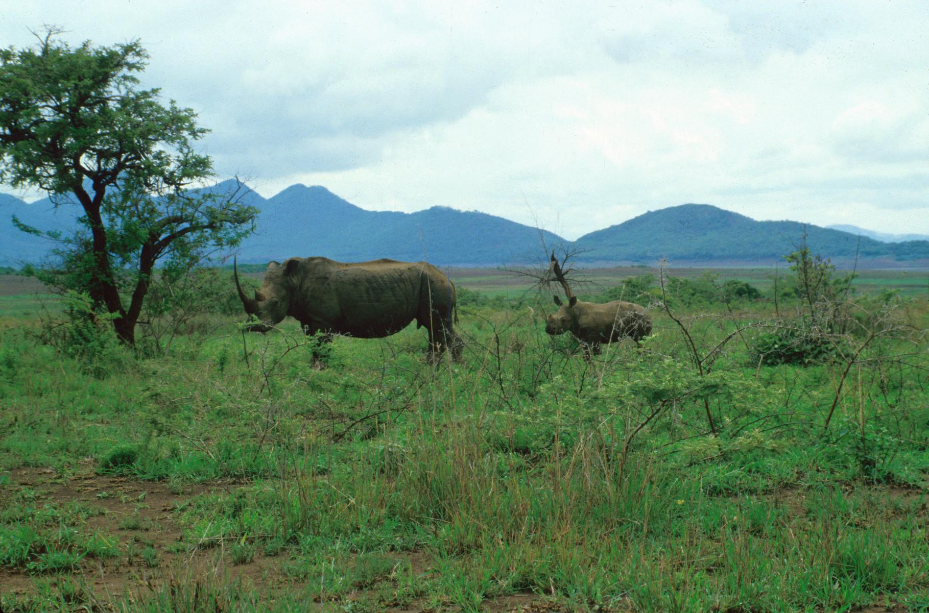Black rhinoceroses