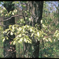 Red oak leaves and trunk in the spring, Madison School Forest
