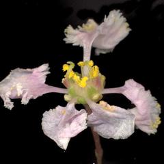 Flower of Malpighia glabra