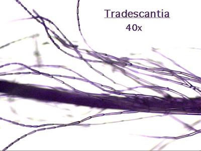 Detail of filament of Tradescantia showing stamen hairs