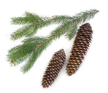 Norway spruce - branch with cones