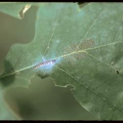 Oak skeletonizer insect larva on a partially skeletonized oak leaf