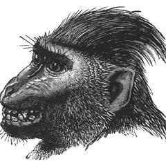 Type of Baboon