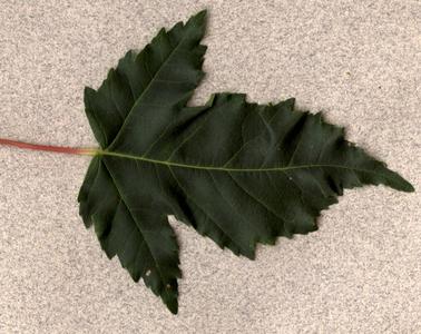 Palmately veined and lobed leaf of Acer ginella