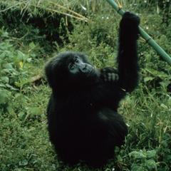 Gorilla gorilla berengei