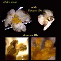 Composite of views of a male flower of Elodea densa