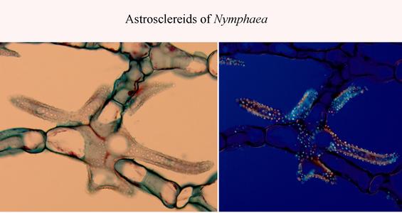 Composite of astrosclereid of Nymphaea with and without polaroids 400x