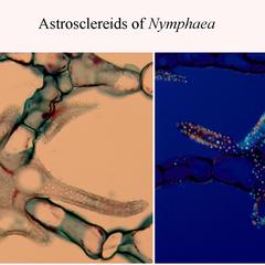 Composite of astrosclereid of Nymphaea with and without polaroids 400x